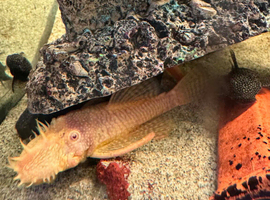 Bristlenose plecos