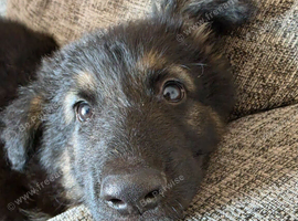 German shepherd puppies looking for forever home
