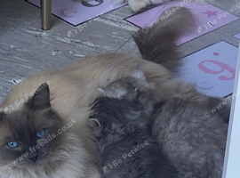 Stunning fluffy bright blue eyed kittens