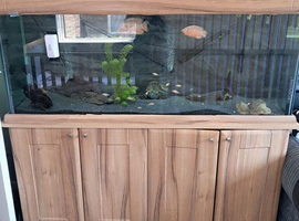 Oscars and a variety of other fish setup included