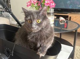 Willow mix breed Maine coon 3yrs old