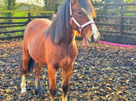 Registered Welsh section c