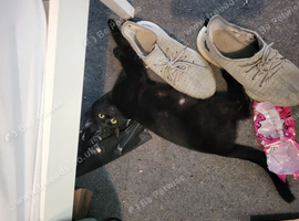 Black kittens