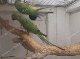 Young Indian ringnecks