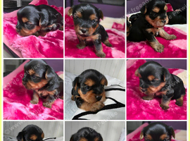 Adorable Yorkshire Terrier puppies.