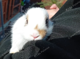 Baby rabbits