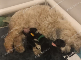Gorgeous F1B Maltipoo Puppies