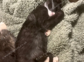 Kittens