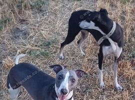 Lurcher pups first cross saluki
