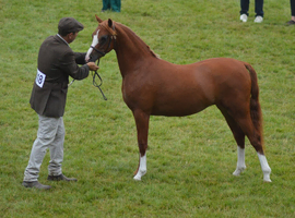 Top class welsh b filly