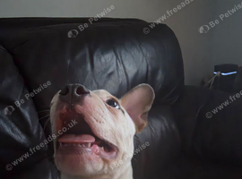 I need to rehome my boy