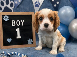 ** DNA/PRA CLEAR CAVALIER KING CHARLES PUPPIES **