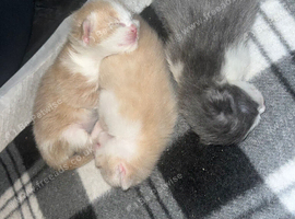 Cookies kittens