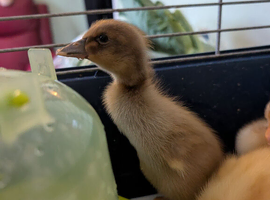 Runner Ducklings needing special homes