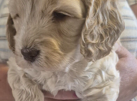 F1 Gorgeous Cokapoos Mother poodle (small to medium in size ) & Father cocker spaniel (small to medium size)