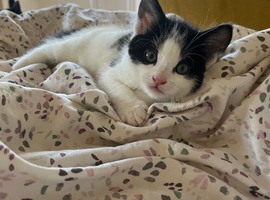 2 Beautiful kittens ready in 2 weeks Malvern