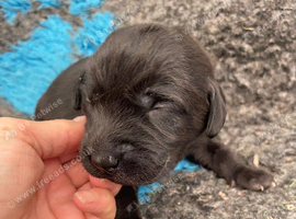 outstanding chunky pups