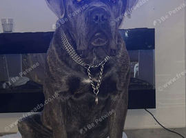 Beautiful 3 year old male