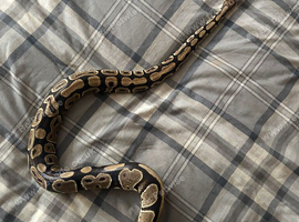 Female ball python