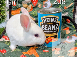 Pedigree Mini Rex bunnies ready for reserve. Ready to leave us on Tuesday 13th October.