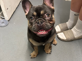 18 months old blue/tan French bulldog male.