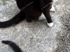 Two black and white male kittens