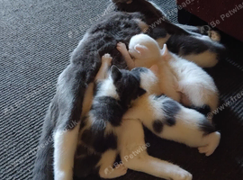 5 Beautiful Kittens