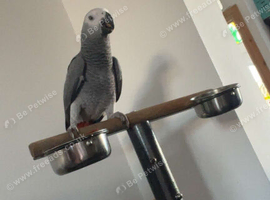 7month old African gray