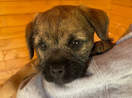 Border terrier puppies