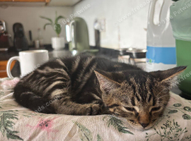 *New homes needed* Mum and son cats.