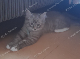 Gorgeous male kitten