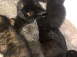 5 beautiful kittens ready to go