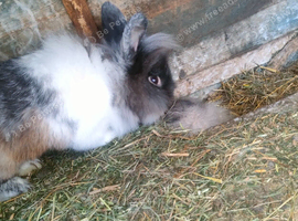 Breeding Couple &pound;50