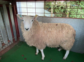 Proven Cheviot x blue face Leicester ram