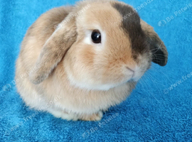 Adult mini lop for sale