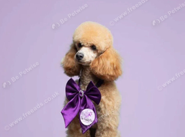 KC registered toy poodle for rehome