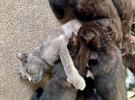 British shorthair kittens
