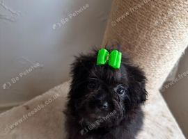 Korean MALTIPOM puppies