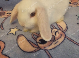 One little boy looking for his forever home