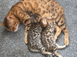Bengal kiiten for sale female