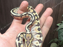 Lesser spotnose pastel het clown