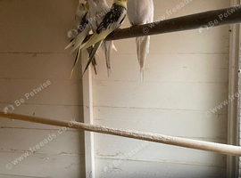 Birds