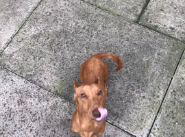 7 months old girl looking for forever home