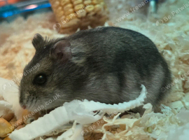 Hammy The Hamster