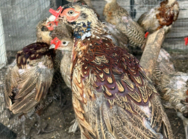 Ringneck pheasants