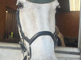 16.1hh grey mare