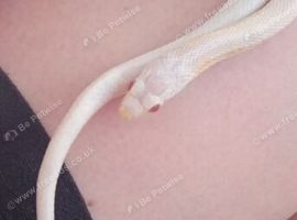 White corn snake with red eyes