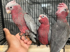 Hand-Rearing Baby Cuddly Super Tame Friendly Galah Cockatoo Parrot,13