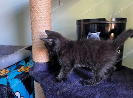 Beautiful black kittens, Ready now