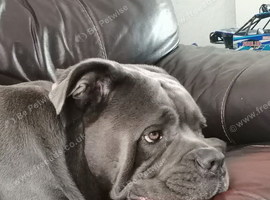 Cane corso female
